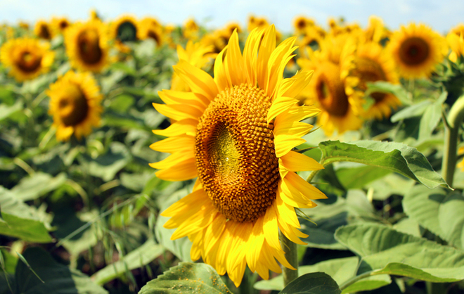 Sunflowers Winnipeg, MB