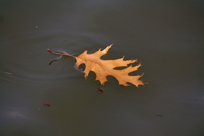 Drifting Oak leaf... Scarborough, Toronto, ON