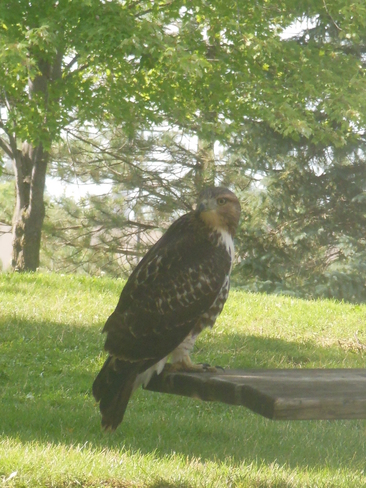 A visit from a bird of prey Guelph, ON