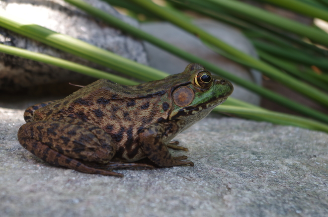 Resident Frog Kitchener, ON