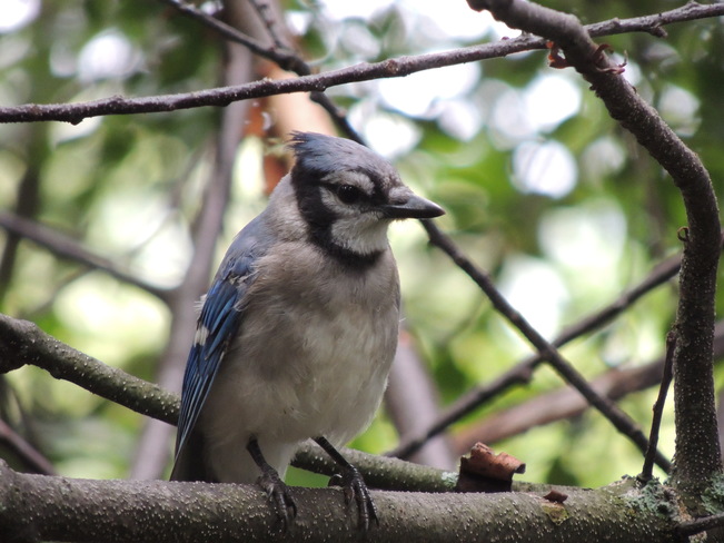 Blue Jay Lynde Shores Conservation Area, Whitby, ON
