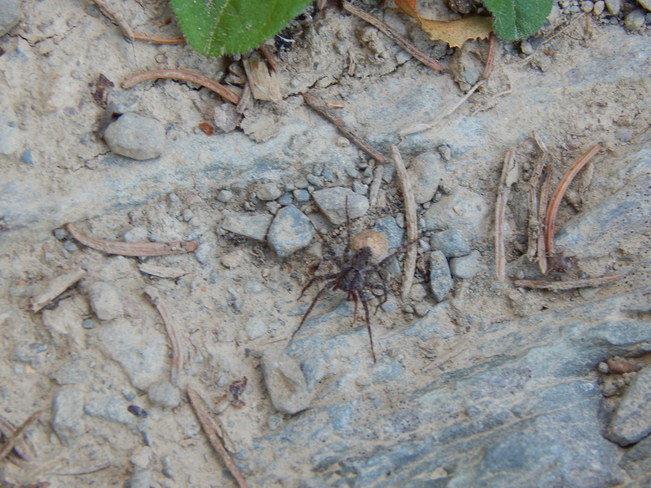 The fishing spider Maltais, NB