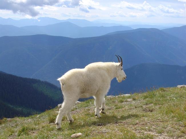 Mountain Goat Kaslo, British Columbia Canada
