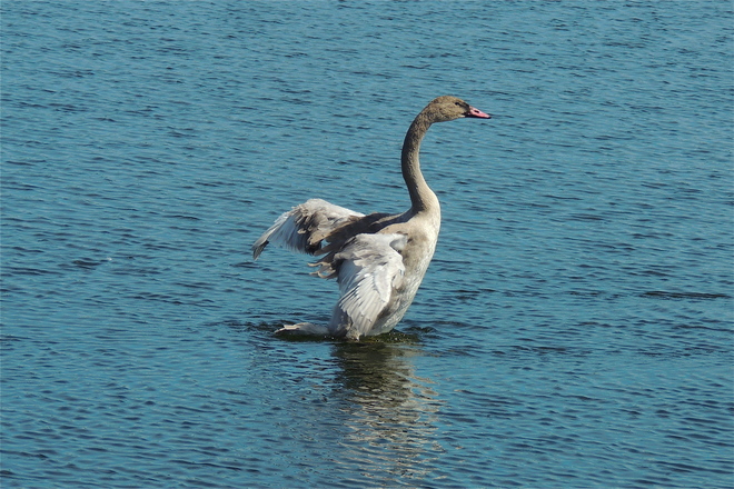 Trumpeter Swan Cygnets showing off their Wing Feathers (3 Pics) 