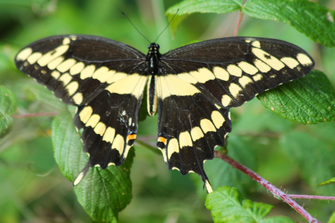 Giant Swallowtail (Papilio Cresphontes) Kingston, ON