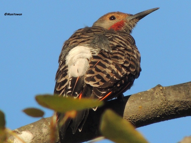 Sunset In Northern Flickers Eyes Burnaby, BC