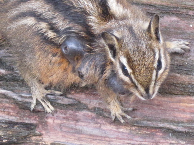 What is wrong with this Chipmunk Anstey Arm British Columbia