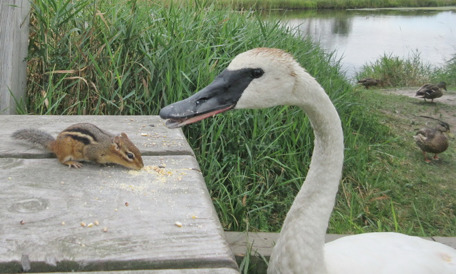 When dining with a Swan your feet must be in mid air Lively, Greater Sudbury, ON