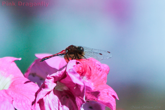 Pink Dragonfly on my Pink Petunias Kingston, ON