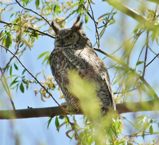 Owl of the day Lake Newell, Newell County No. 4, AB