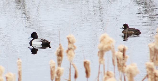 2 Ducks,,,pair? Lake Newell, Newell County