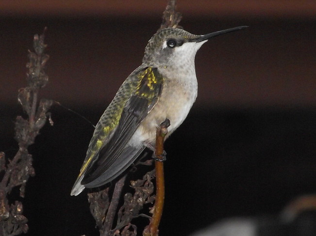 Hummingbird Close-up Strathroy, ON