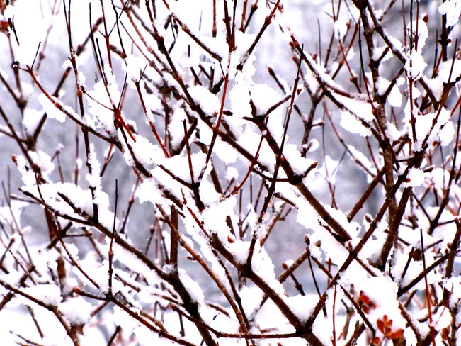 Branches toutes hivernales....... Plaines d'Abraham, Avenue Wilfrid-Laurier, Québec, QC