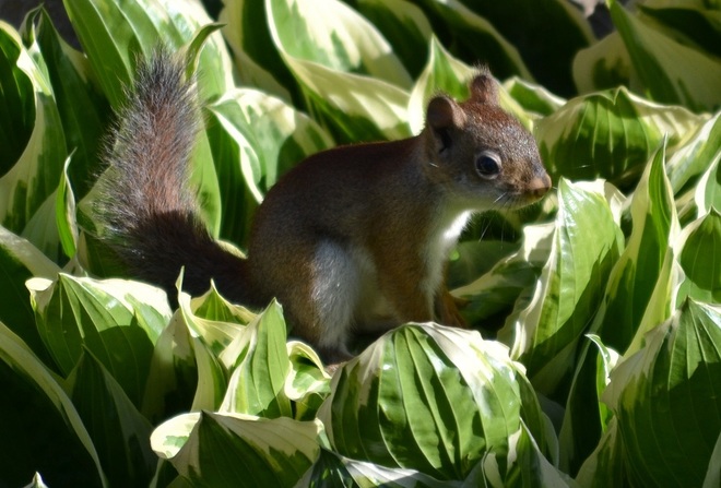 Baby Red Squirrel Ottawa, ON