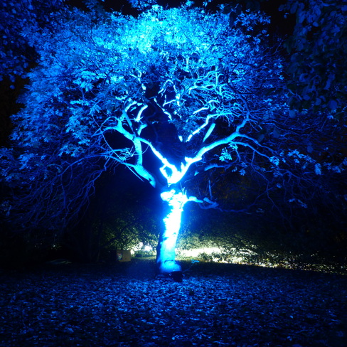 LIGHTNING TREE Edinburgh, United Kingdom