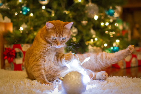 Christmas With Cats