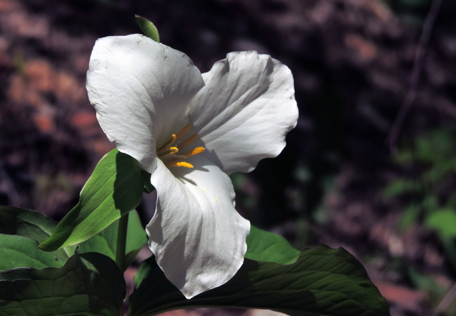 ~ Ontario's Flower ~ Harrison Park, 2nd Avenue East, Owen Sound, ON