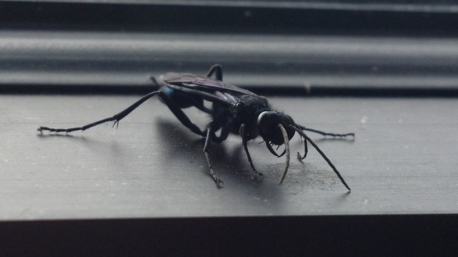 Black wasp Monroe, MI, United States