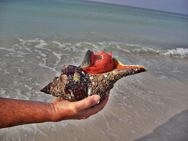 Proto-Conch Chowder Longboat Key, FL, United States
