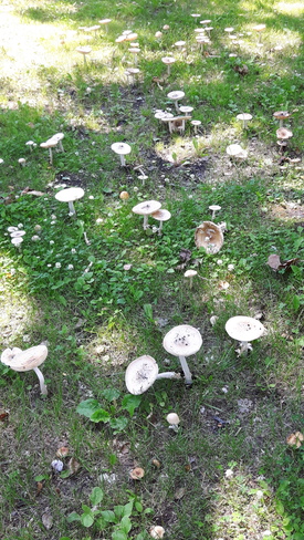 Mushrooms everywhere Sperling, MB