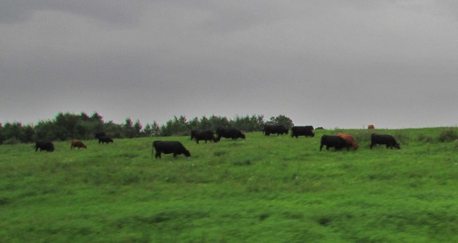les vaches Véloroute des Bleuets, Chambord, QC G0W 1G0, Canada