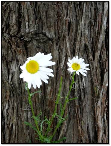 Daisies blowing in the wind. Maniwaki, QC