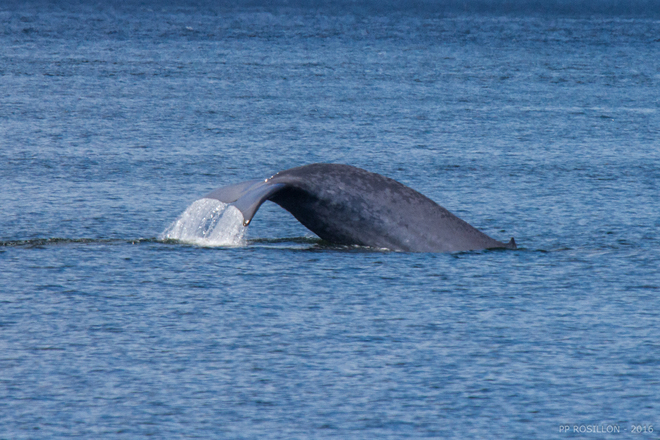 Baleine bleue Tadoussac, QC