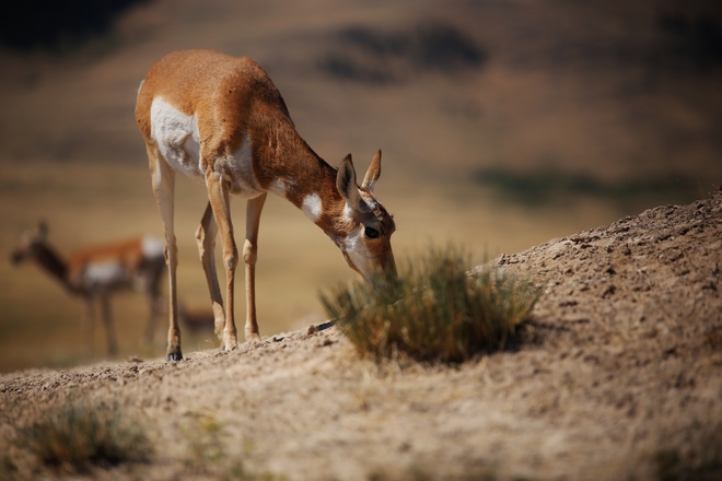 Antelopes in the wild Moiese, MT, United States