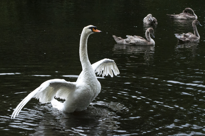 Swan Lake London, United Kingdom