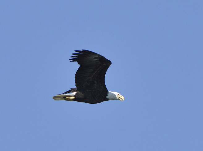 Eagle fly by Kingston, ON