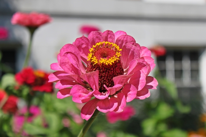 Magnifique fleur Burlington, VT, États-Unis