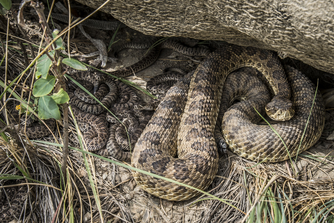 Rattlesnake mom and babies Milk River, AB
