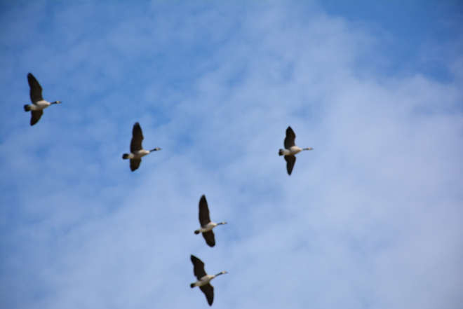 Canadian geese family in flight Neepawa, MB