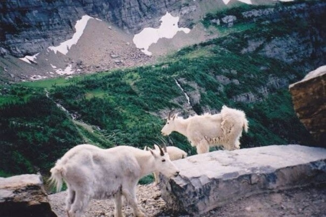 Rocky Mountain Goats Going-To-The-Sun Road, West Glacier, MT, United States