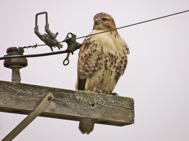 Red Tail Hawk Surprise. 