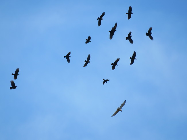 Crows in Pursuit of Large Red Tail Hawk Ottawa, ON