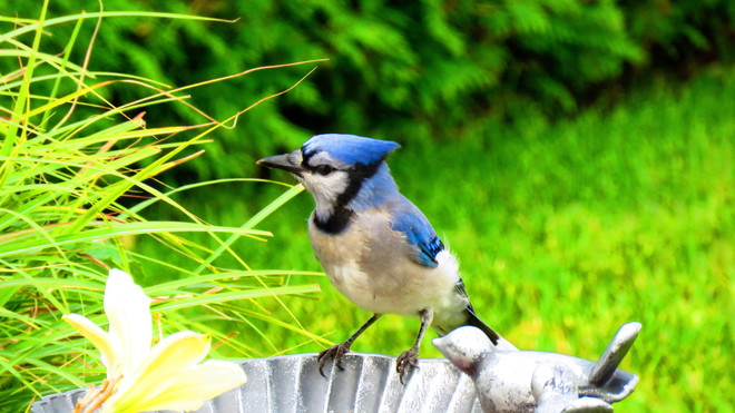 Visite inattendue du geai bleu dans ma cour. Beauport, Ville de Québec, QC