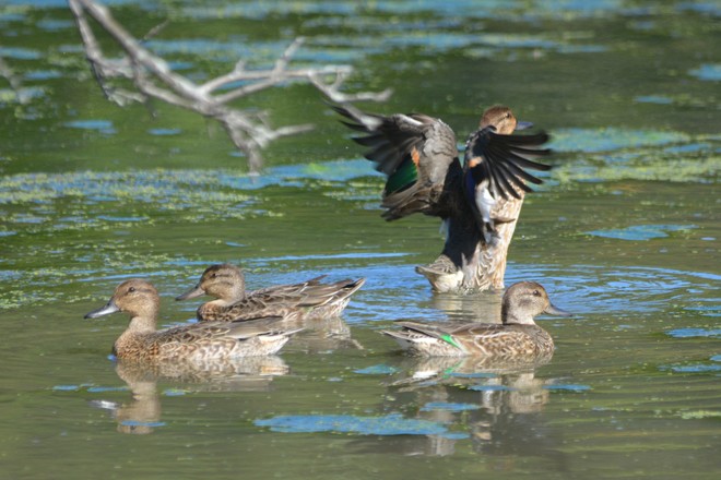 Green-winged Teal Ducks! Saint Catharines, ON