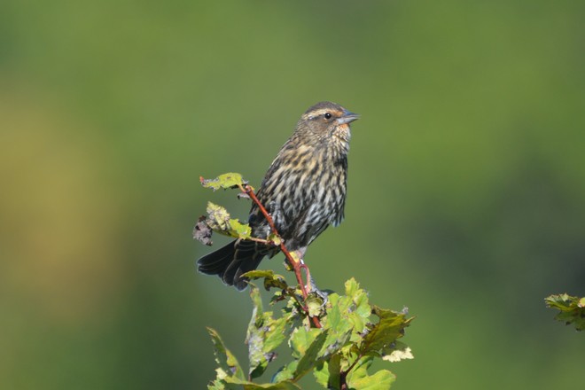 Female Red-winged Blackbird! St. Catharines, ON