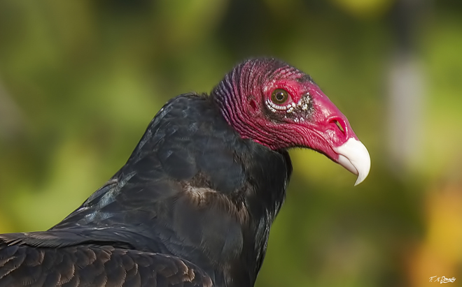Turkey Vultures Port Elmsley, ON
