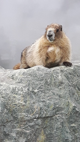Marmot in the mist. Blackcomb, Whistler, BC
