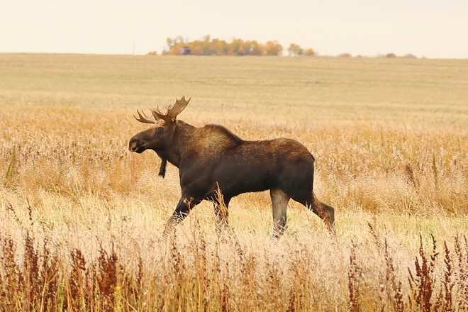Moose Kenaston, Saskatchewan