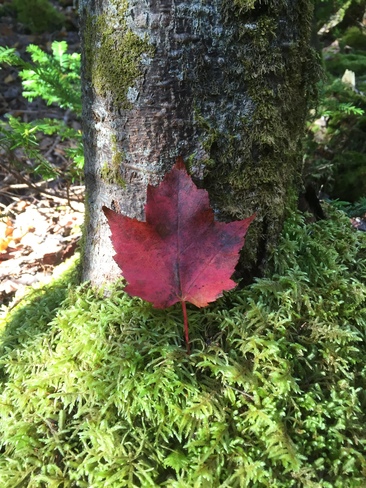 Fall has arrived Corner Brook, Newfoundland and Labrador Canada