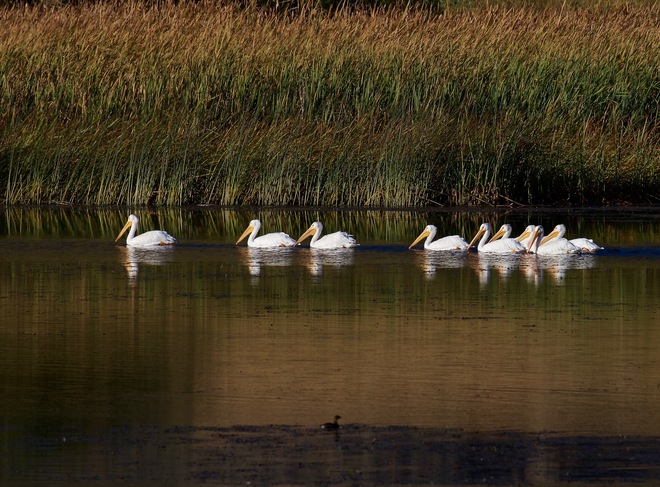 Pelicans on Nicola Lake Between Kamloops and Merritt on Hwy 5A
