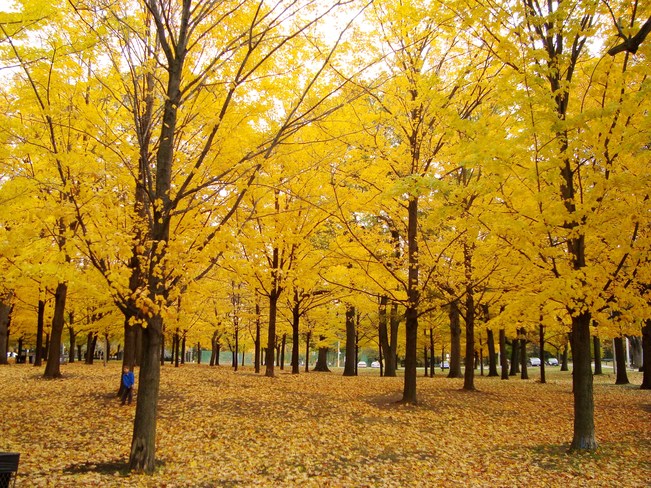 Fall foilage Toronto, ON