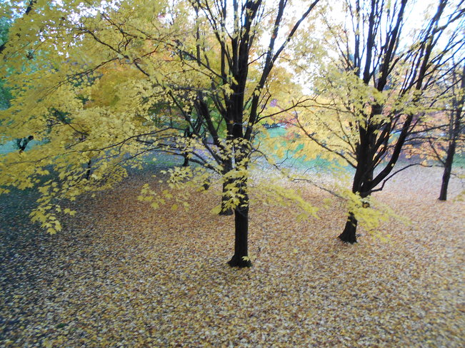Quand les feuilles tombent.. Montréal, QC