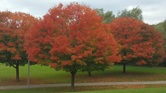 Fall Colors Cambridge, ON