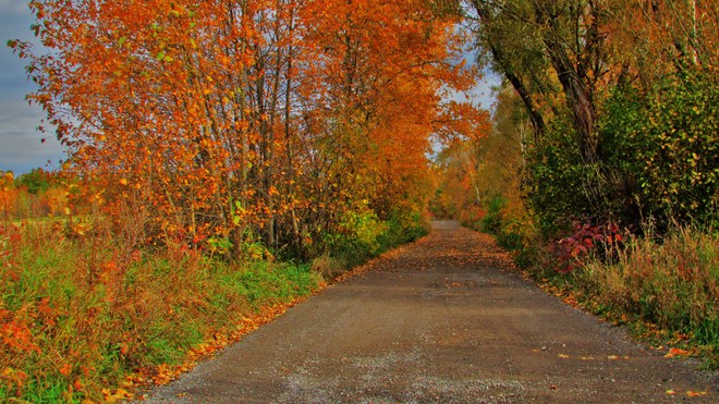 un chemin d'automne Route De La Pointe, Chambord, QC G0W, Canada