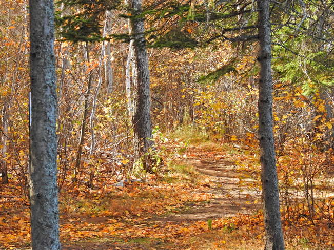 Fall Colors in October Daly Point Nature Reserve, Carron Drive, Bathurst, NB