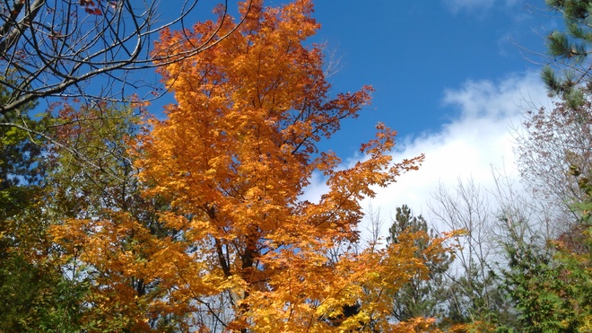 Fall colors Inverhuron Provincial Park, ON